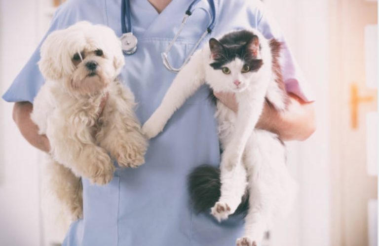 vétérinaire chat chien