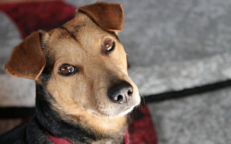 chien portrait regard