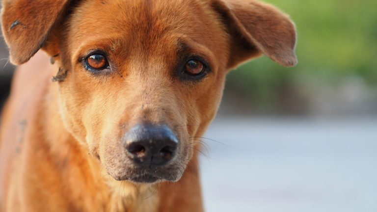 chien triste