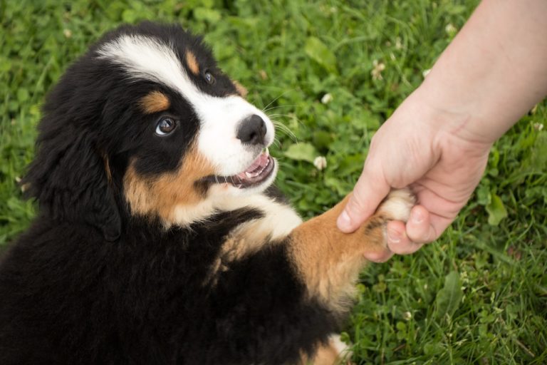 chiot