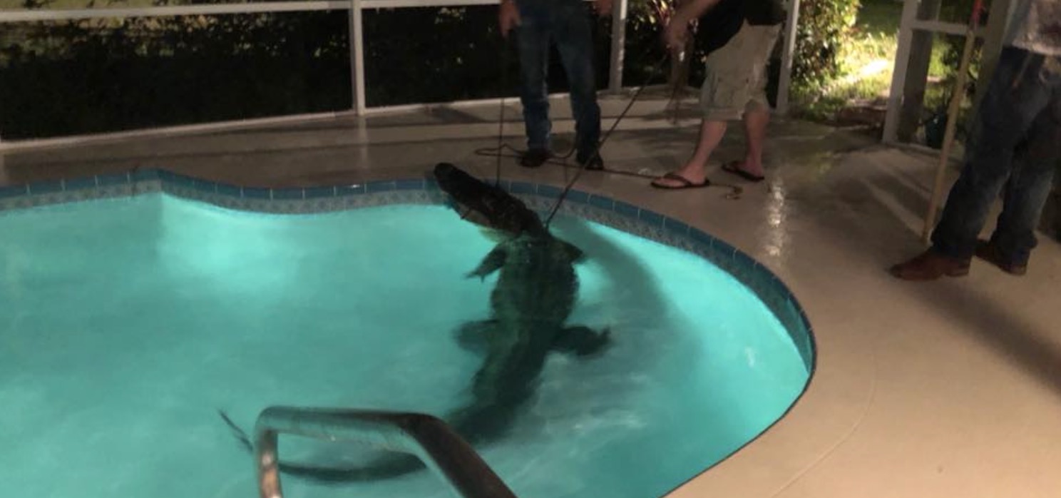 alligator piscine