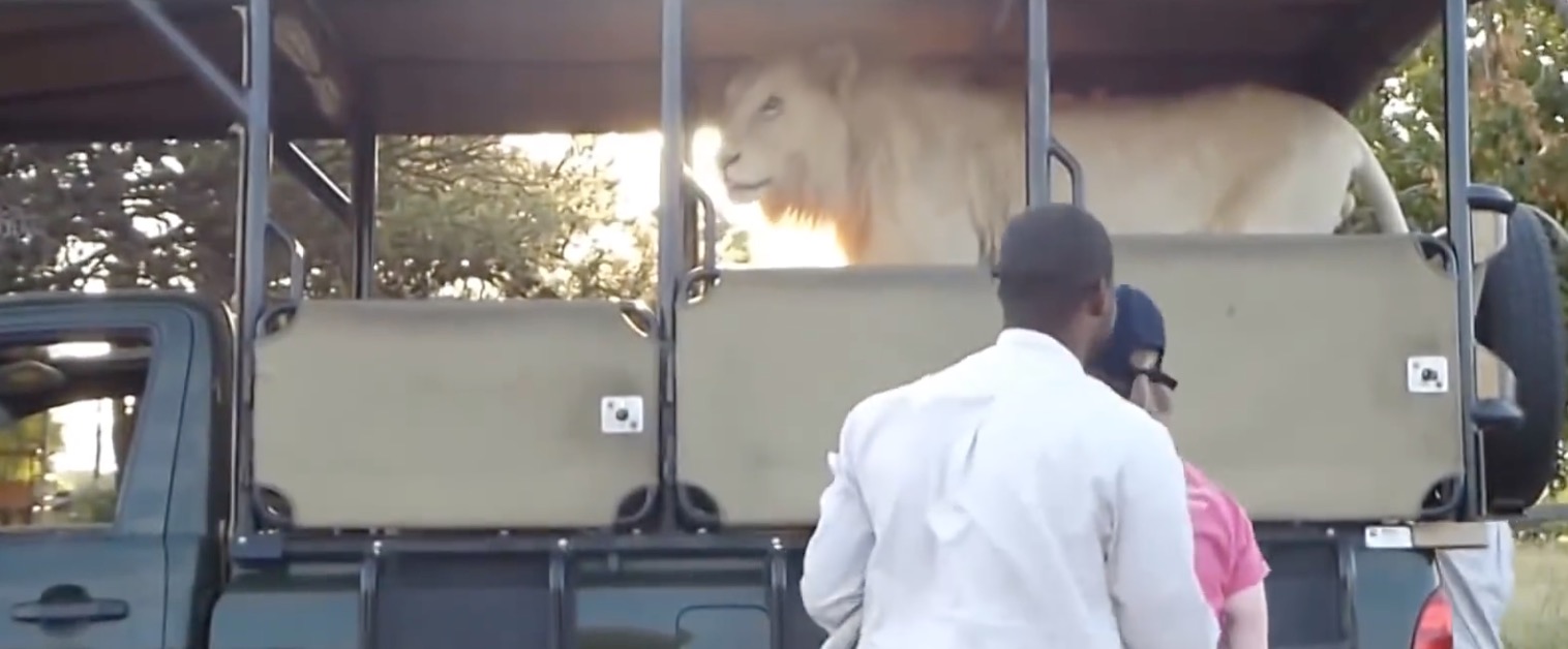 safari