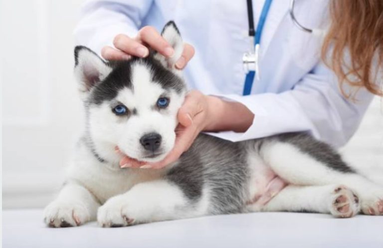 chiot chien husky vétérinaire