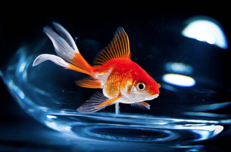 poisson rouge