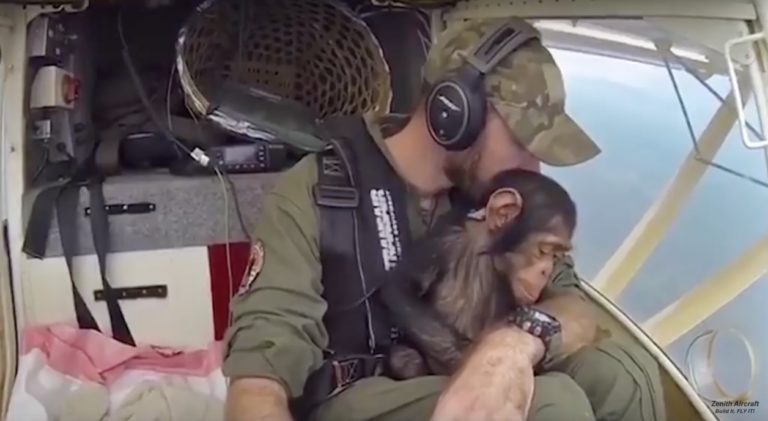 pilote
