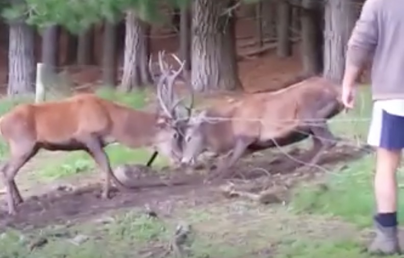 cerfs