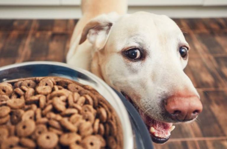 chien croquettes