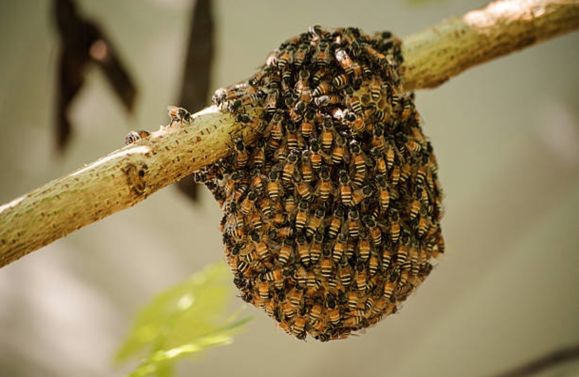essaim abeilles