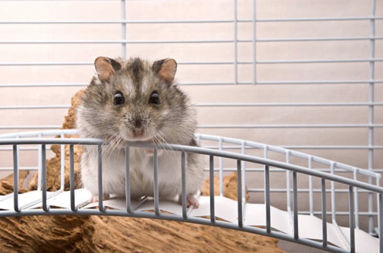 hamster cage