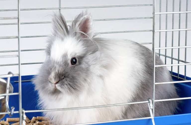 lapin cage