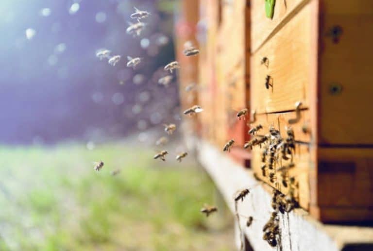 ruches abeilles