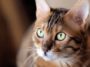 chat