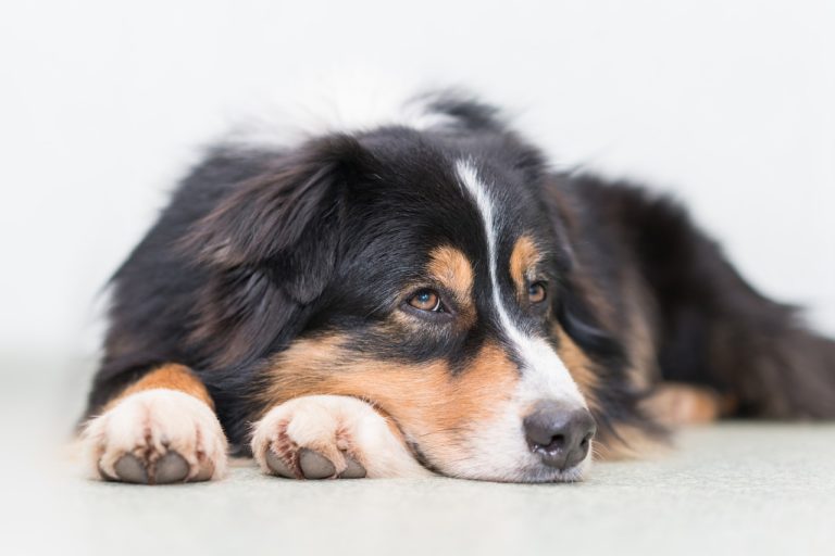 chien couché
