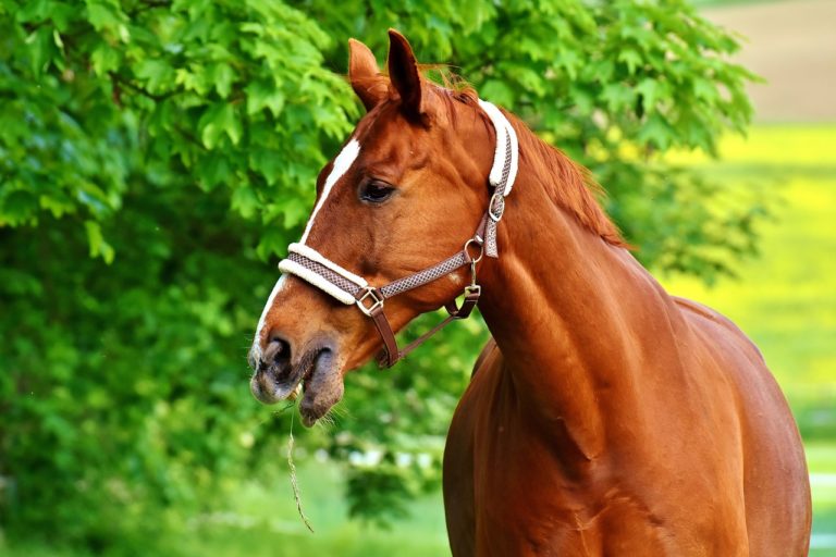 cheval