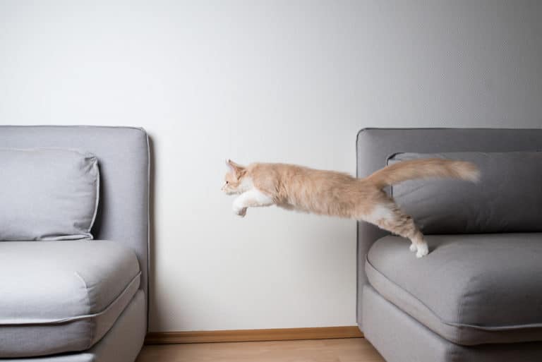 chat exercice