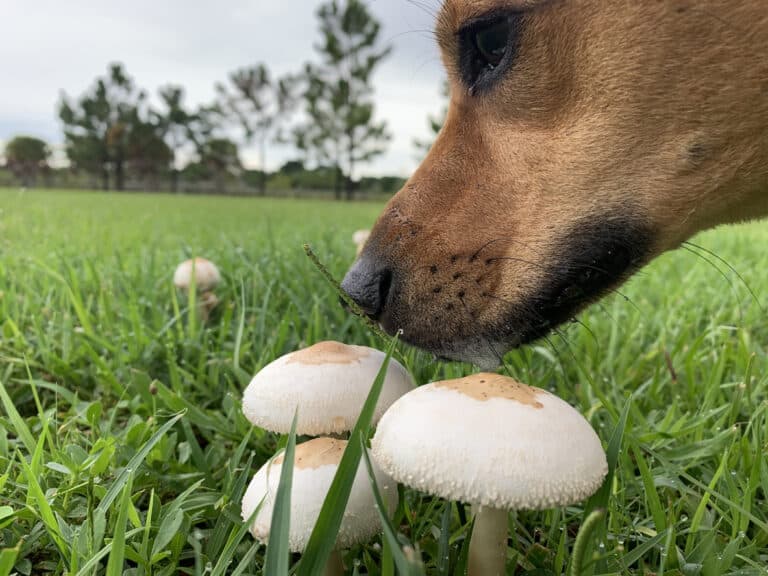 chien champignon