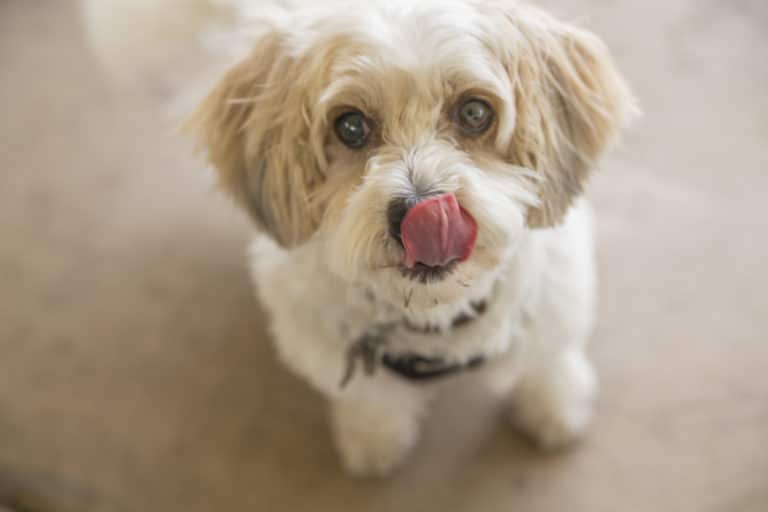 chien faim