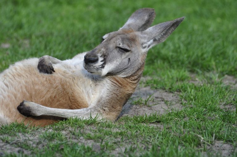 kangourou