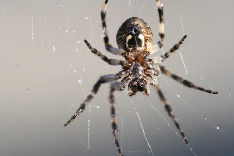 araignée