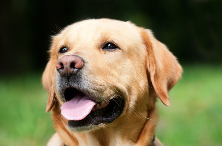 chien labrador retriever
