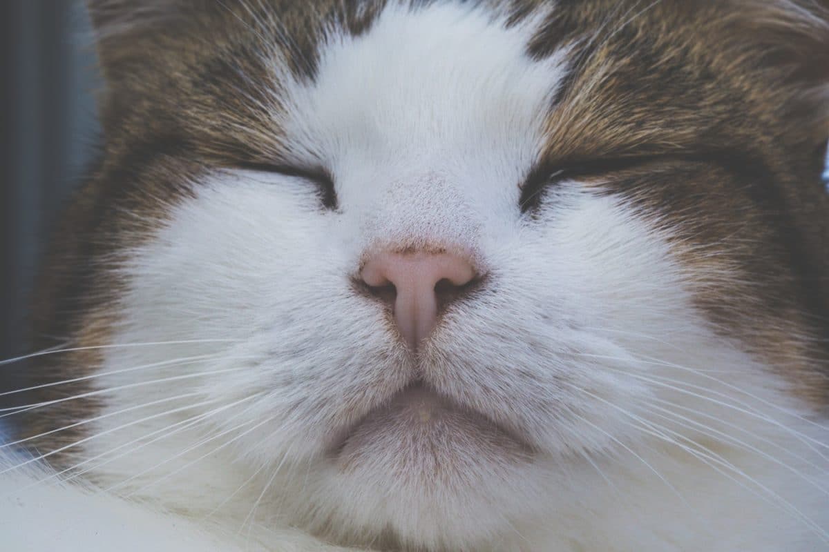 chat dort
