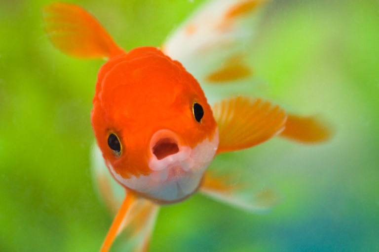 poisson rouge