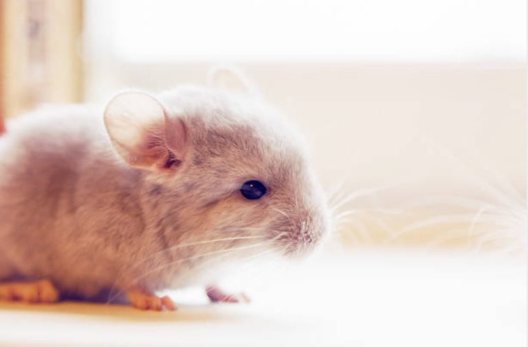 chinchilla
