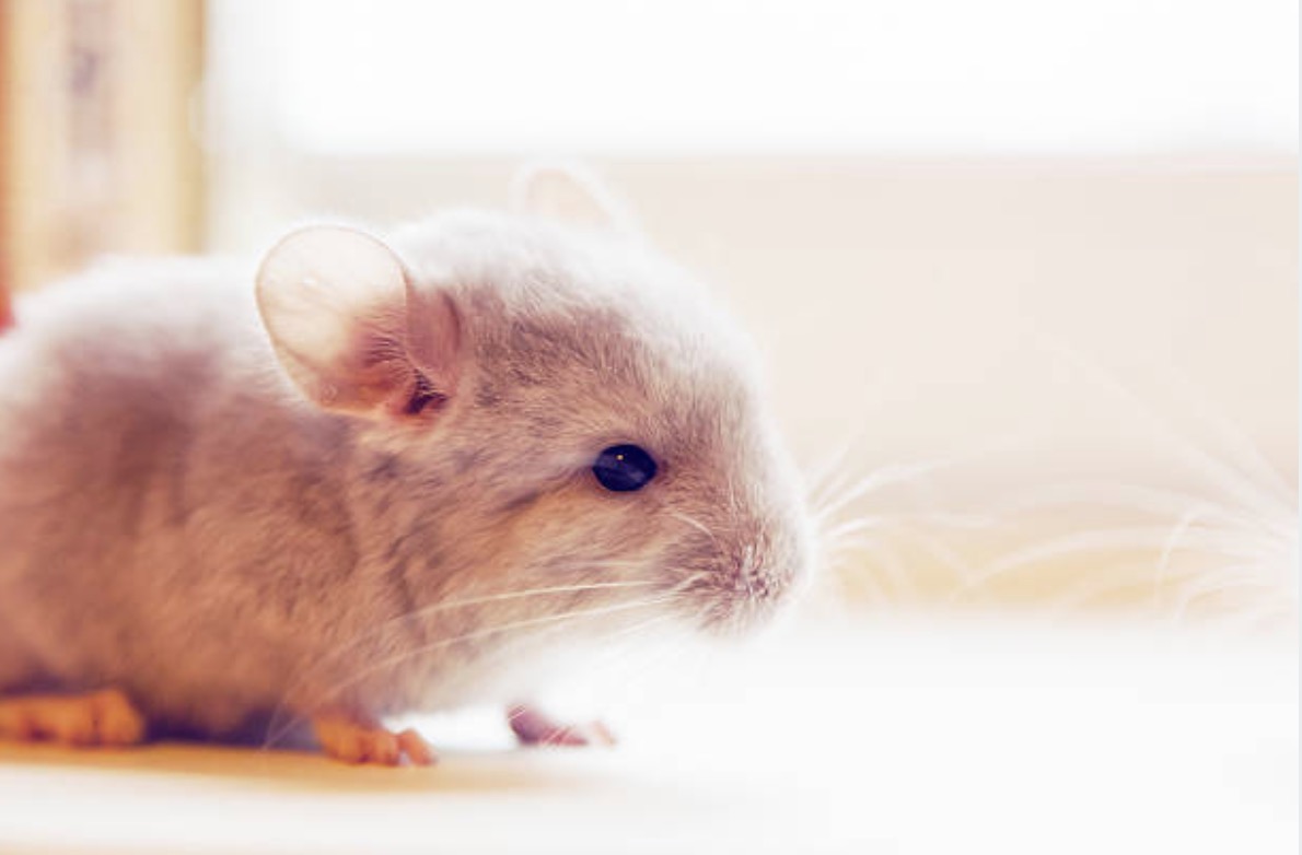 chinchilla