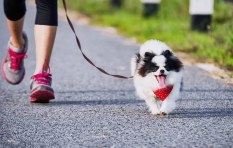 chien court promenade laisse