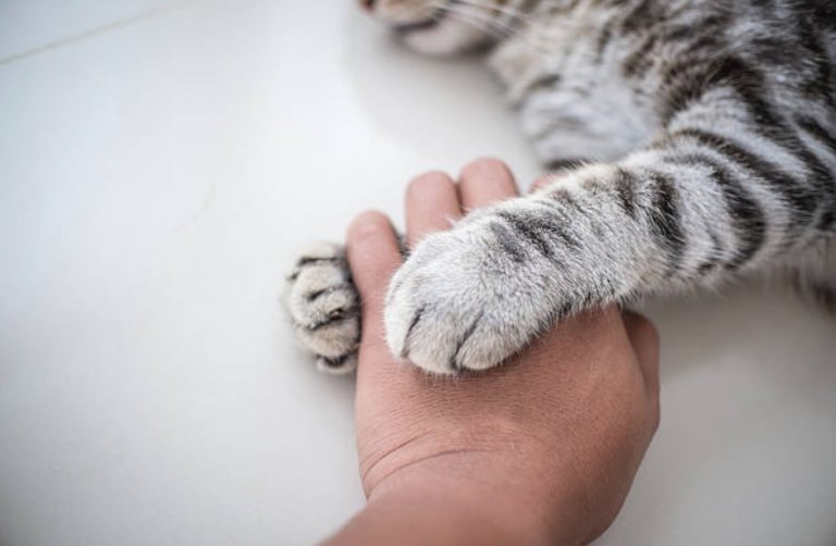 chat