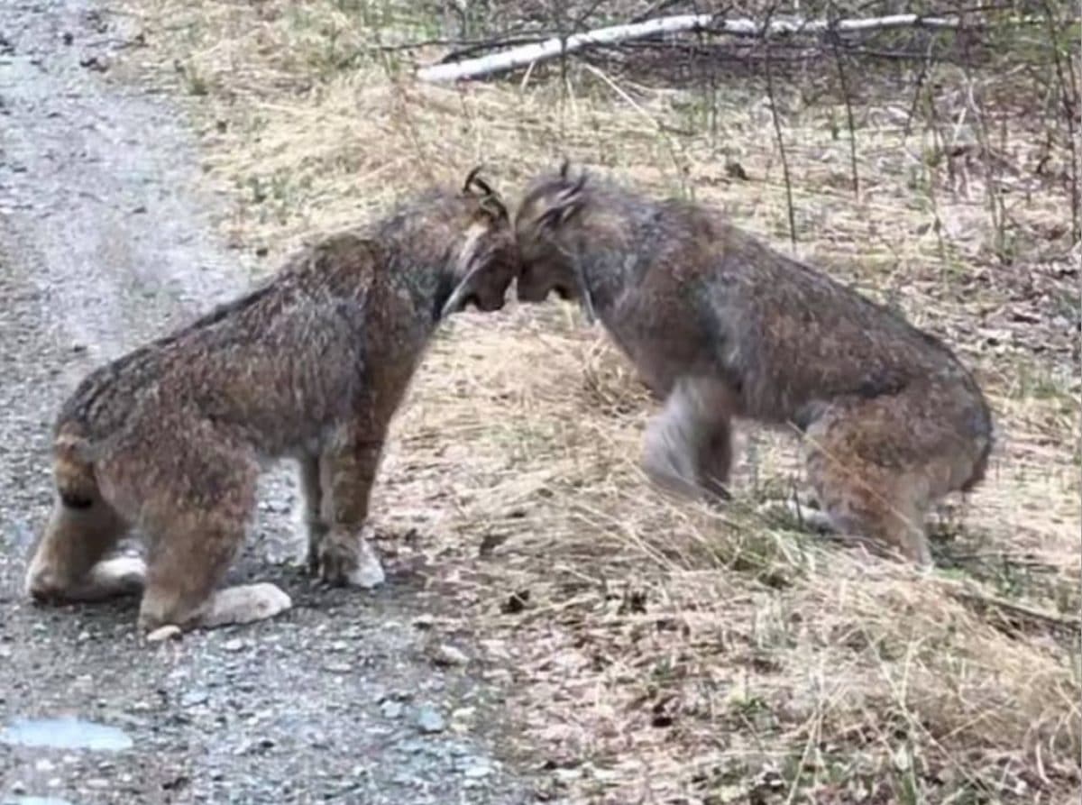 lynx