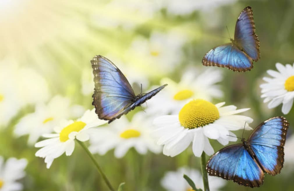 papillons