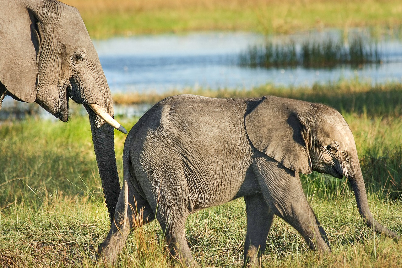 éléphant bébé éléphanteau