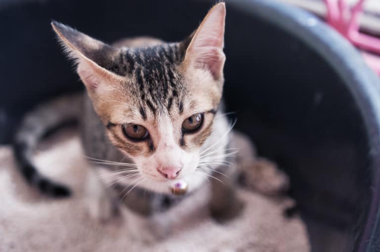 chat litière