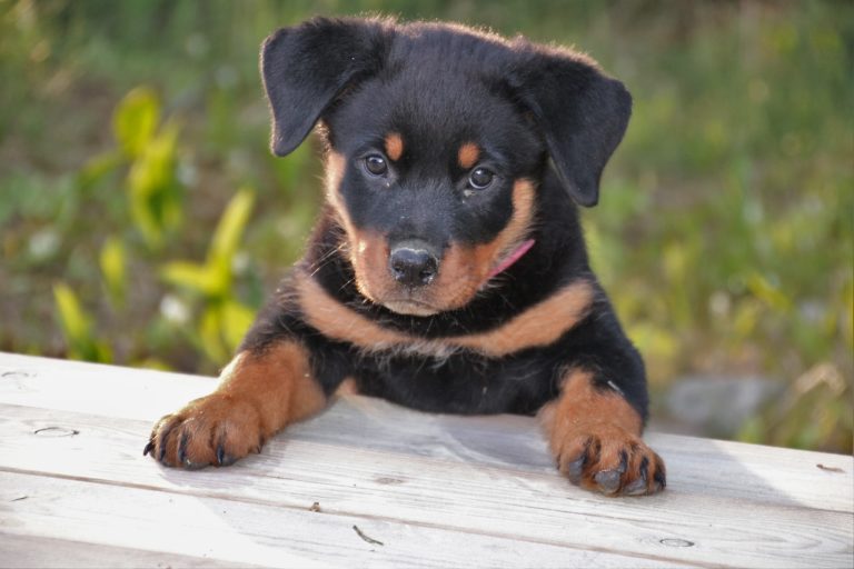 chiot rottweiler