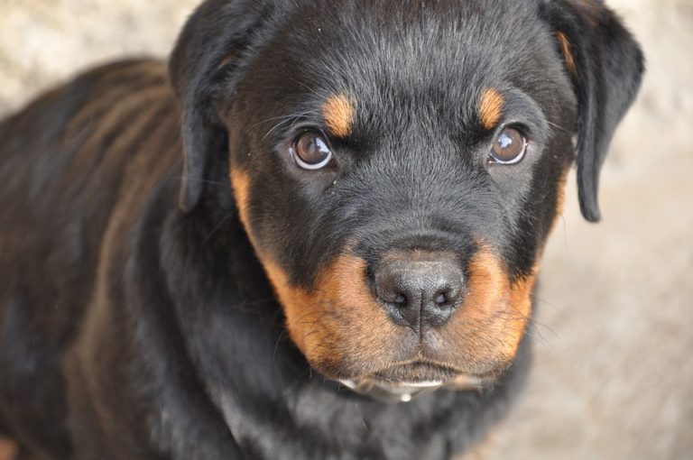 chiot rottweiler