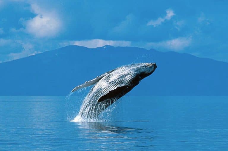 baleine à bosse