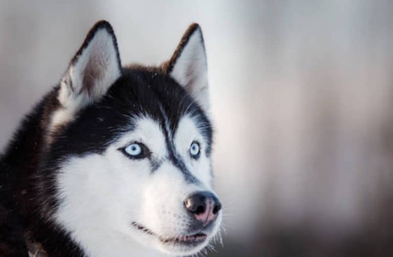 chien husky sibérien