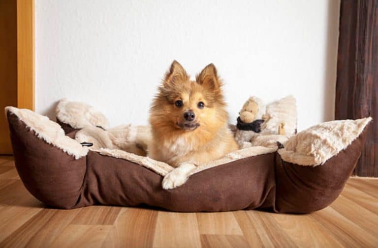 chien couché panier
