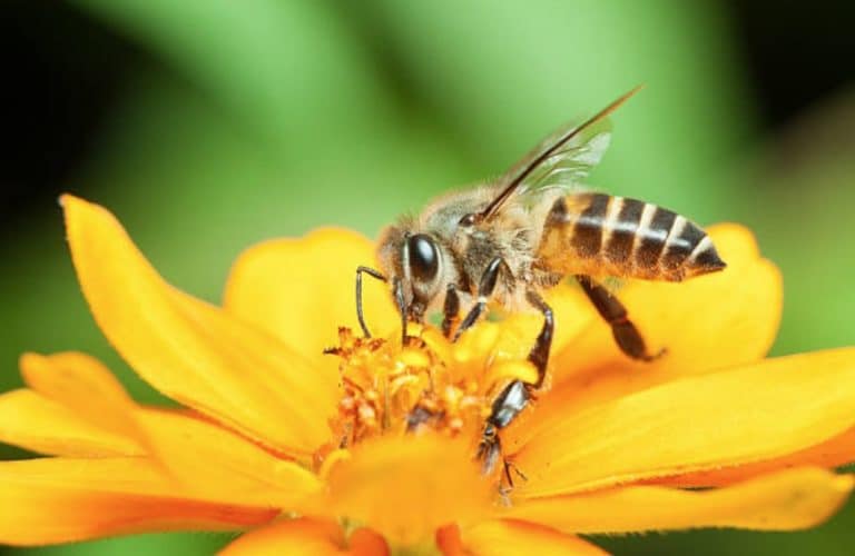 abeille