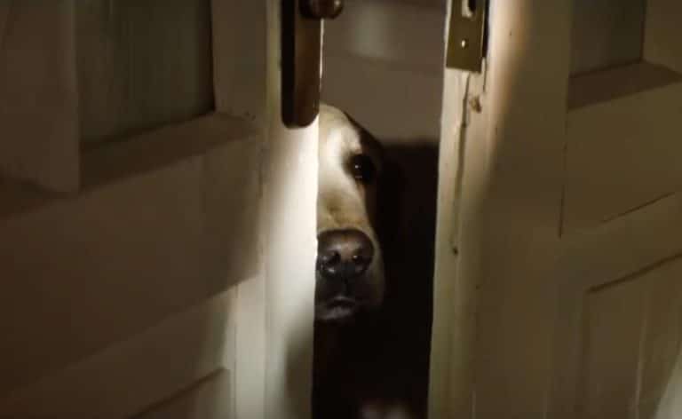 chien porte