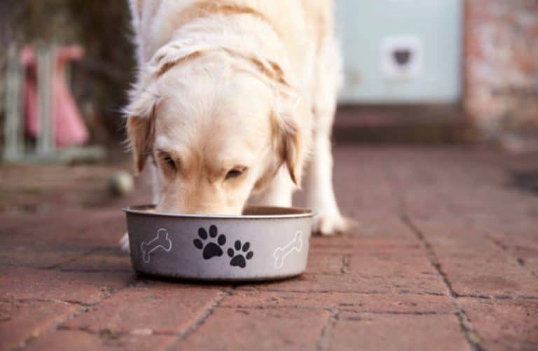 chien mange gamelle