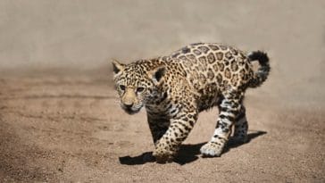 bébé jaguar