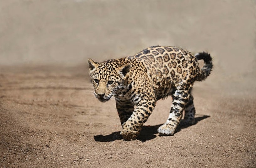 bébé jaguar