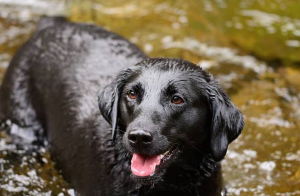 chien labrador noir eau nage