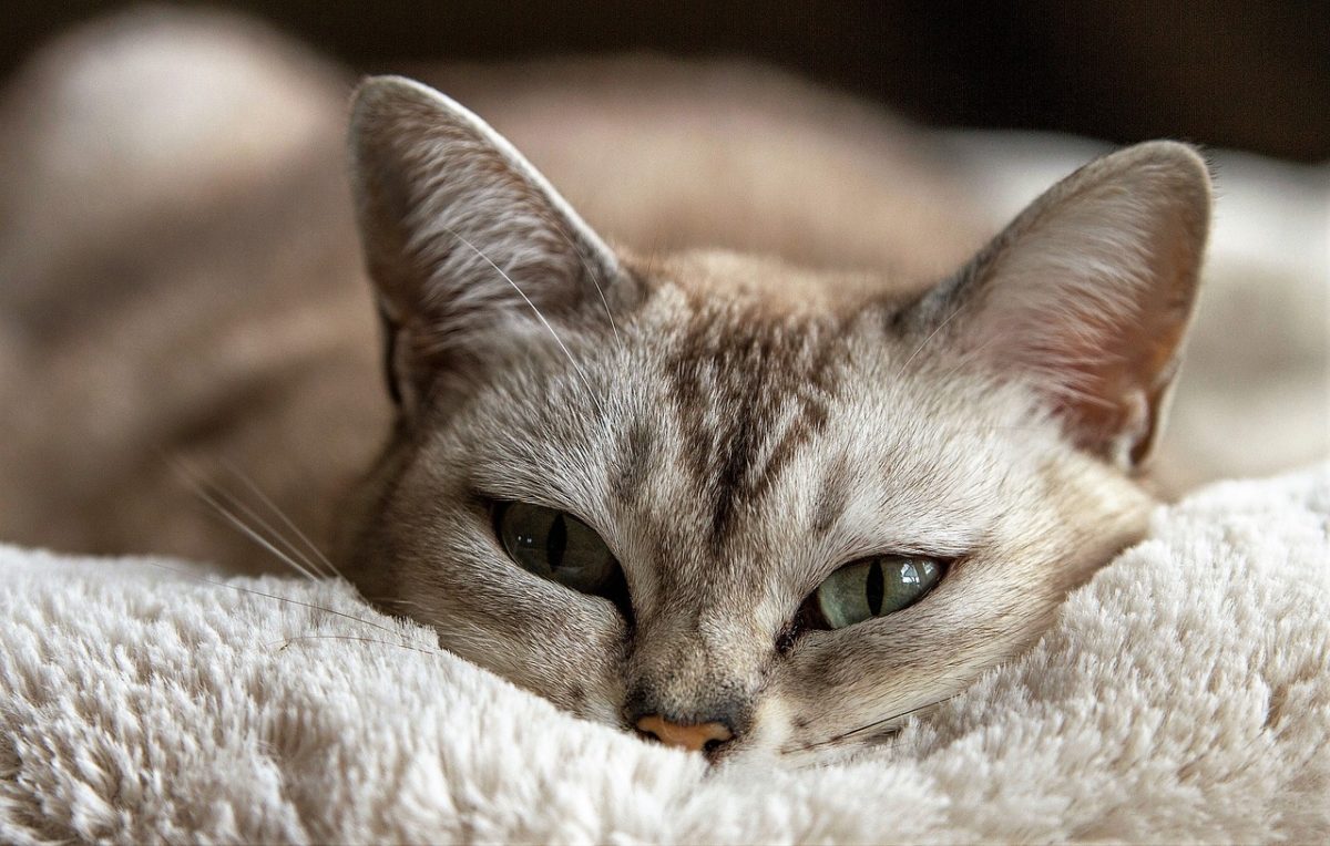 chat couché