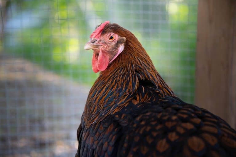 poule