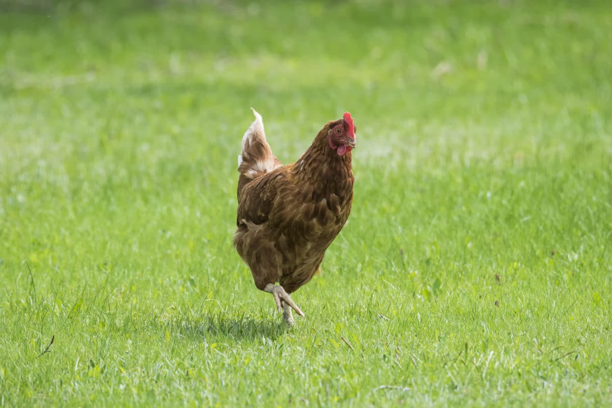 poule