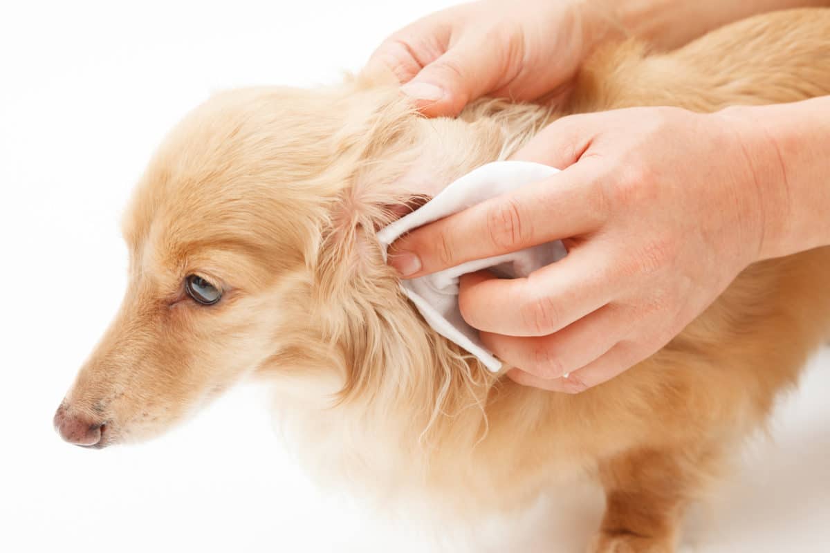 chien oreilles