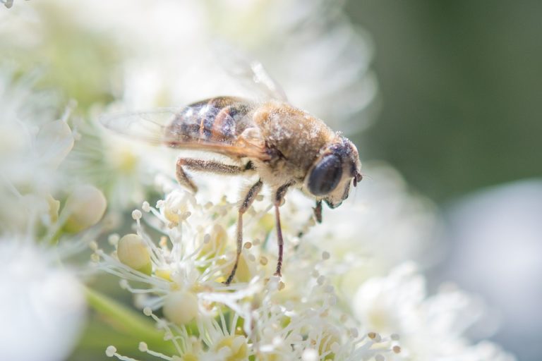 abeille